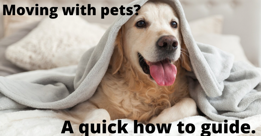 Moving with Pets – A Quick How-to Guide