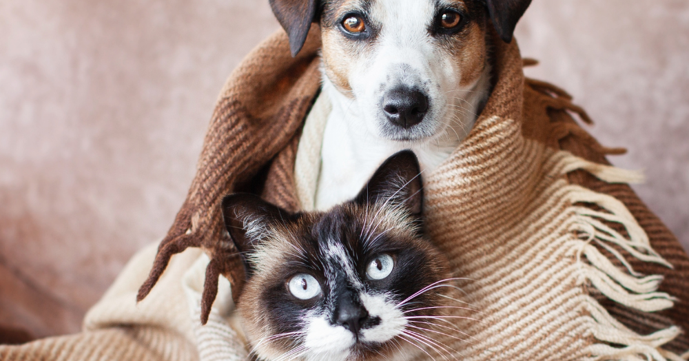 Tenants and Pets: New Rules for Pet Requests