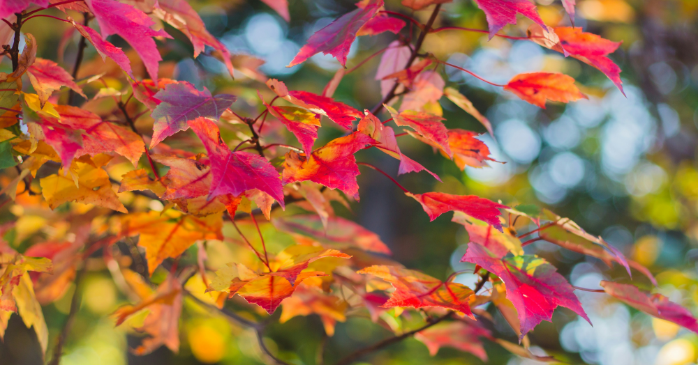 How to make the most of your home when selling in autumn