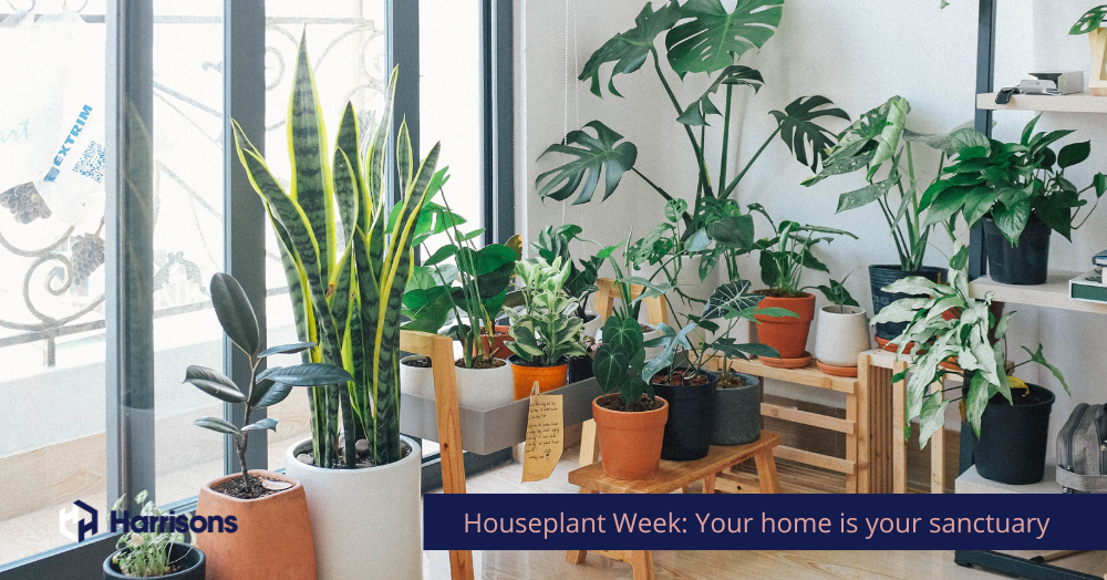 Houseplant Week: Your home is your sanctuary