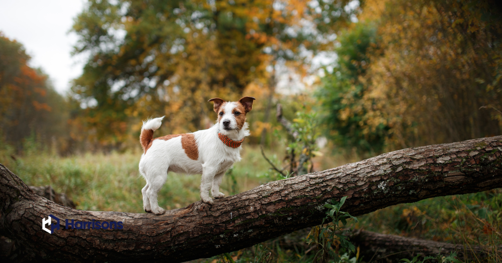 Dog Walking Month? Time for Walkies!