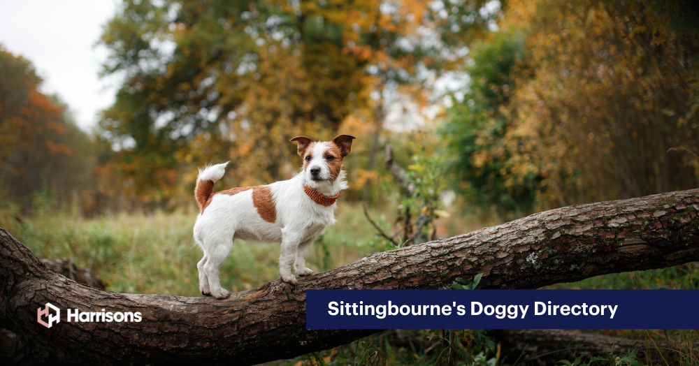 Sittingbourne's Doggy Directory