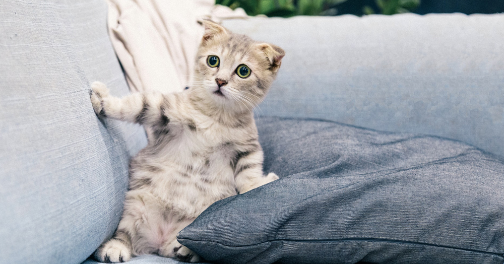 Some simple, soothing ways to keep your pets calm this firework season in Wembley