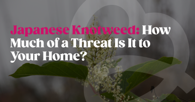 Japanese Knotweed: How Much of a Threat Is It to Your Home?