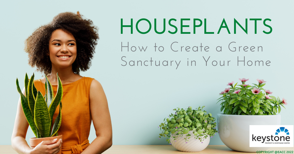 Houseplants: How to Create a Green Sanctuary in Your Flintshire Home