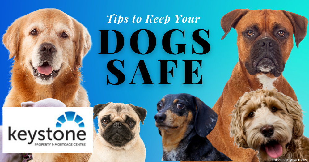 Tips to Keep Your Dogs Safe in Flintshire