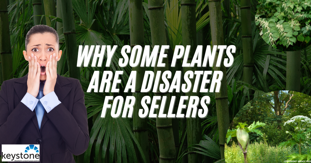 Could Your Flintshire Garden Threaten Your House Sale?