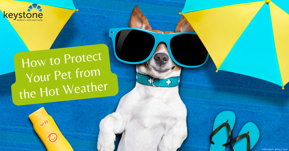 How to Protect Your Pet from the Hot Weather 🐱‍👓🐕