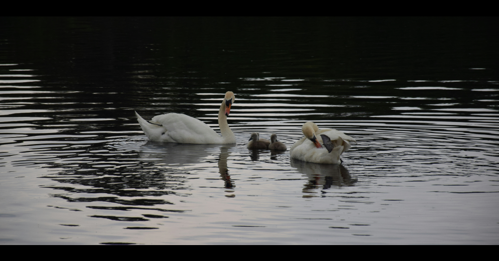 Living in Wells: Why It’s a Hidden Gem for Renters Living in Wells: Why It’s a Hidden Gem for Renters