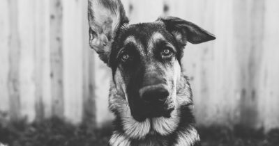 Renters Rights Bill - What you need to know. Renters Rights Bill - What you need to know.