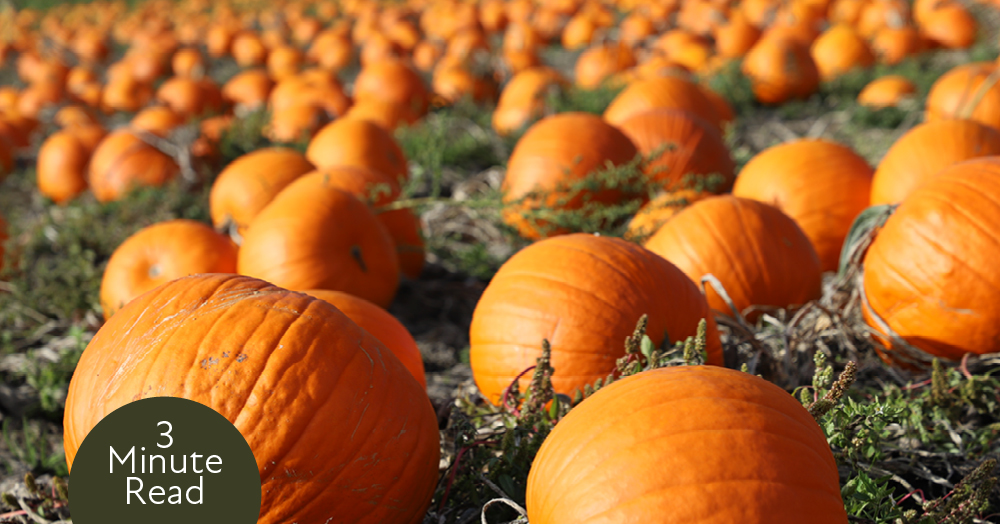 The Best Pumpkin Picking Near WA3 This October