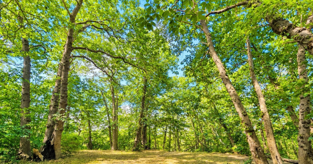 Beneath the Trees: Coombe Wood's Ancient Secret