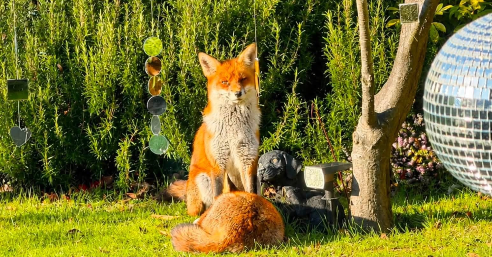 New Neighbours? Why You’re Seeing More Foxes in Your Garden Lately