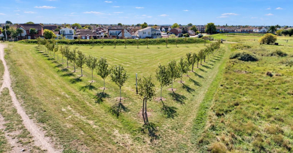 47 Trees, 47 Lives: Canvey’s Living Memorial