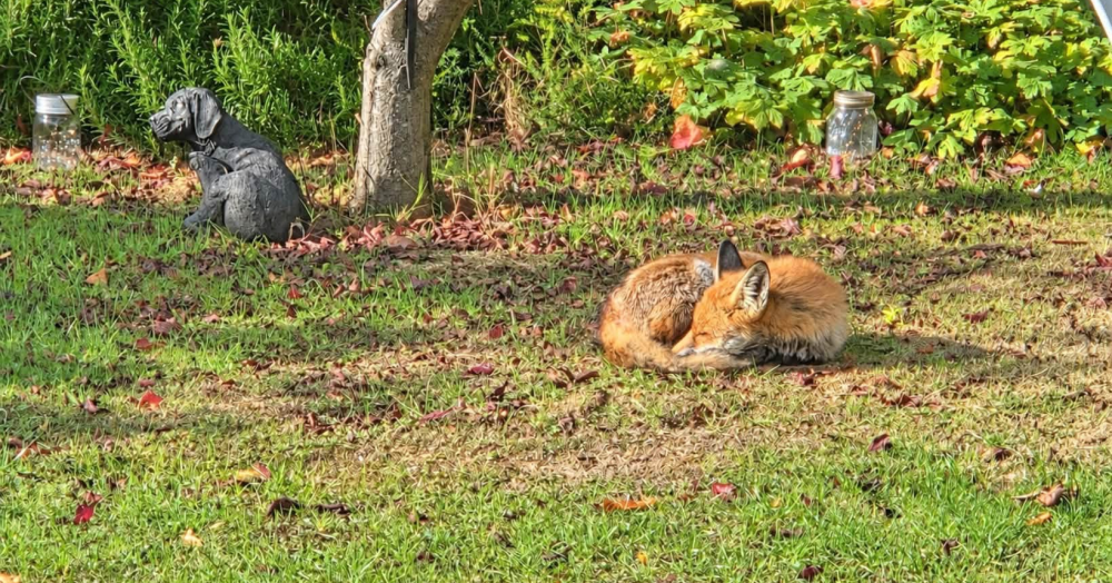 Did You Know? A Cosy Winter Coat for Our Resident Garden Fox!