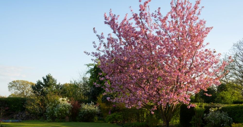 Surveyors anticipate surge in interest for homes with gardens Surveyors anticipate surge in interest for homes with gardens