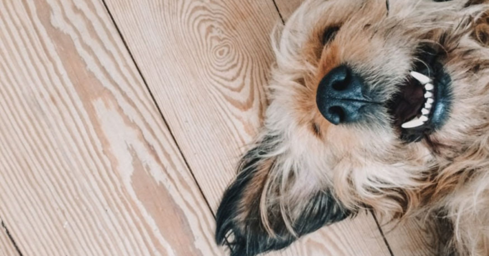 Pet-friendly rental property searches spike to record levels post-lockdown