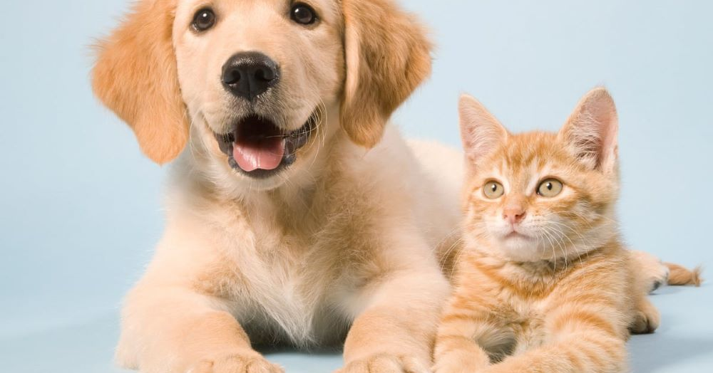 Landlords barred from automatically banning tenants having pets