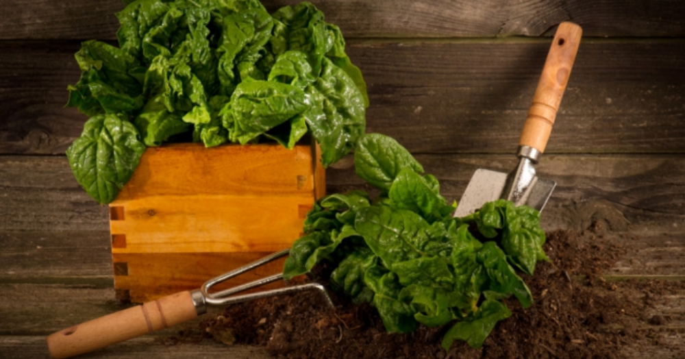Everything you need to know for creating your own kitchen garden🥦🍅🥕