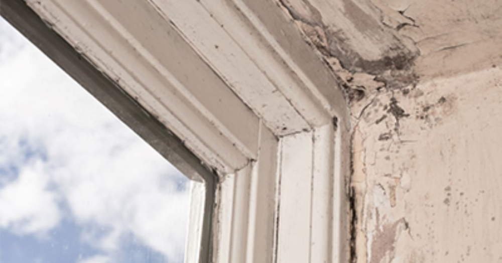 The Worst Winter Yet for Mould? The Worst Winter Yet for Mould?